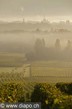 9839 - Photo : Suisse, vignoble de Genve, Dardagny - Geneva, switzerland, swiss wines - wein, schweiz