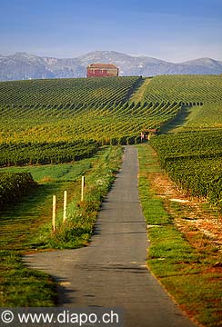9840 - Photo : Suisse, vignoble de Genve, Dardagny - Geneva, switzerland, swiss wines - wein, schweiz