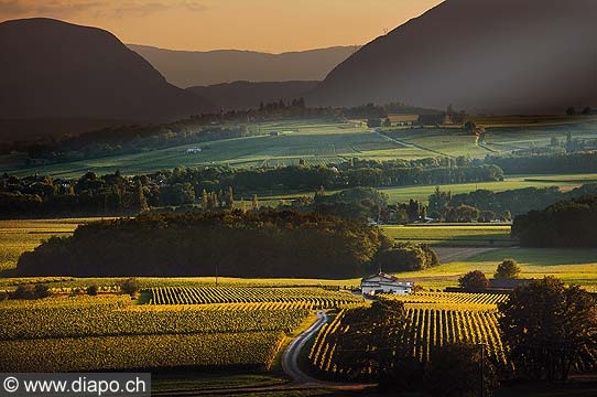 9843 - Photo : Suisse, vignoble de Genve de Satigny  Dardagny - Geneva, switzerland, swiss wines - wein, schweiz