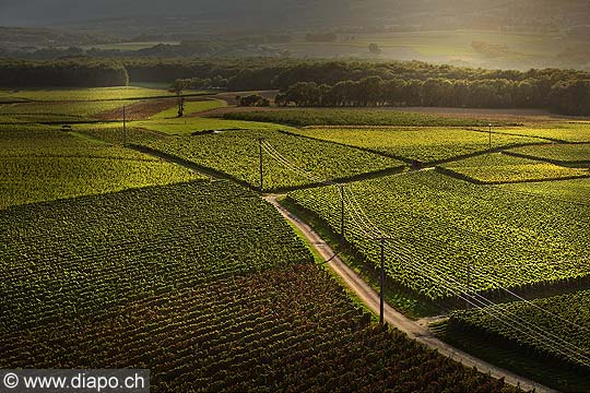 9844 - Photo : Suisse, vignoble de Genve vers Satigny - Geneva, switzerland, swiss wines - wein, schweiz