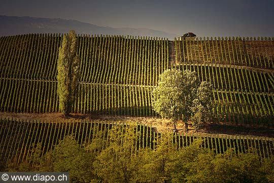 9850 - Photo : Suisse, vignoble de Genve, Geneva, switzerland, swiss wines - wein, schweiz