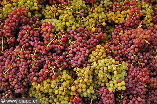 9851 - Photo : Suisse, raisin, vignoble de Genve, Geneva, switzerland, swiss wines - wein, schweiz