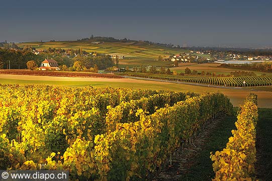 9852 - Photo : Suisse, vignoble de Genve - Laconnex - Geneva