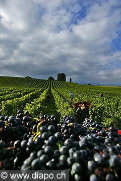 9854 - Photo : Suisse, vignoble de Genve - vendanges - Geneva, switzerland, swiss wines - wein, schweiz