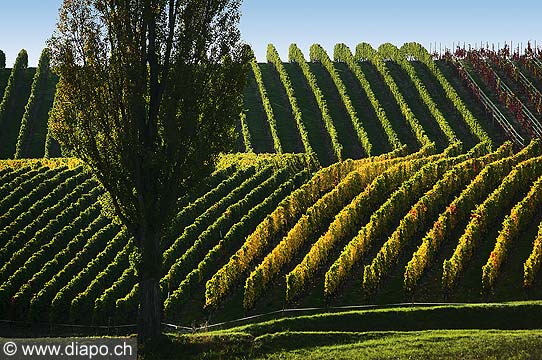 9855 - Photo : Suisse, vignoble de Genve - le coteau de la Donzelle  Dardagny, Geneva, switzerland, swiss wines - wein, schweiz