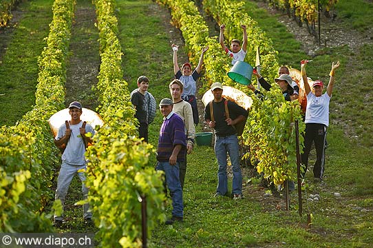 9856 - Photo : Suisse, vignoble de Genve - vendanges - Geneva, switzerland, swiss wines - wein, schweiz