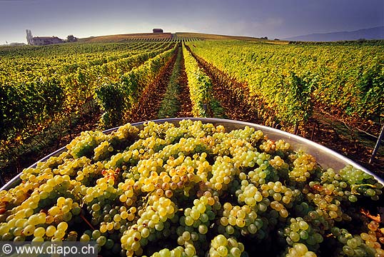 9859 - Photo : Suisse, vignoble de Genve - vendanges - Geneva, switzerland, swiss wines - wein, schweiz