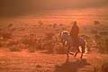 705 - Mongolie - Cavalier nomade