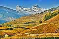 10350 - Photo: Suisse, vignoble du Valais, entre Sensine et Chandolin, switzerland, swiss wines - wein, schweiz