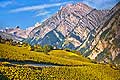 10358 - Photo: Suisse, vignoble du Valais, switzerland, swiss wines - wein, schweiz