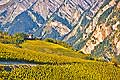 10359 - Photo: Suisse, vignoble du Valais, switzerland, swiss wines - wein, schweiz