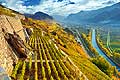 10366 - Photo: Suisse, vignoble du Valais, Sion, switzerland, swiss wines - wein, schweiz