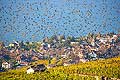 10401 - Photo :Vol d'tourneaux sur Cully, Suisse, canton de Vaud, vignoble de Lavaux