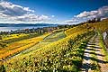 10420 - Photo - Suisse almanique, vignoble prs de Stfa - canton d'Uri et lac de Zurich