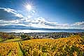 10421 - Photo - Suisse almanique, vignoble prs de Stfa - canton d'Uri et lac de Zurich