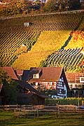 10422 - Photo - Suisse almanique, vignoble prs de Stfa - canton d'Uri