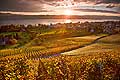 10424 - Photo - Suisse almanique, vignoble prs de Stfa - canton d'Uri et lac de Zurich