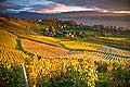 10425 - Photo - Suisse almanique, vignoble prs de Stfa - canton d'Uri et lac de Zurich