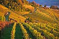 10427 - Photo - Suisse almanique, vignoble prs de Stfa - canton d'Uri et lac de Zurich