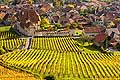10433 - Photo : vignoble du Landeron dans le canton de Neuchtel - Chteau de Cressier