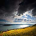 10450 - Photo : le vignoble de Ligerz dans le canton de Berne et le lac bienne avec l'le de Saint-Pierre