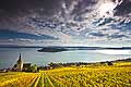 10452 - Photo : le vignoble de Ligerz avec son glise dans le canton de Berne et le lac bienne avec l'le de Saint-Pierre