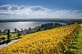 10456 - Photo : le vignoble du Vully Vaudois, sentier viticole de Vallamand et le lac de Morat