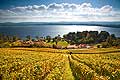 10457 - Photo : le vignoble du Vully Vaudois, sentier viticole de Vallamand et le lac de Morat