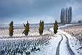 10483 - Photo : Suisse, vignoble de Genève sous la neige vers Bourdigny  - Geneva, switzerland, swiss wines - wein, schweiz