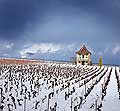 10487 - Photo : Suisse, vignoble de Genève sous la neige vers Bourdigny  - Geneva, switzerland, swiss wines - wein, schweiz