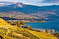 10530 - Photo : Suisse, canton de Vaud, vignoble de Lavaux en terrasses entre Chexbres et Vevey et le Lac Lman