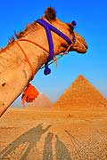 10542 - image des pyramides d'Egypte au Caire, dromadaire 10542 - image des pyramides d'Egypte au Caire, dromadaire