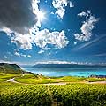 10544 - Photo : Suisse, canton de Vaud, vignoble de Lavaux, et le Lac Lman