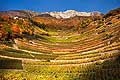 10711 - Photo: Suisse, Valais, vignoble de Fully, Combe d'Enfer switzerland, swiss wines - wein, schweiz