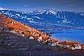 10969 - Photo : Suisse, canton de Vaud, vignoble de Lavaux en terrasses, Rivaz et le Lac Lman 