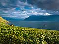 10972 - Photo : Suisse, canton de Vaud, vignoble de Lavaux, et le Lac Lman - UNESCO