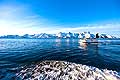 11040 - Photo :  Norvège,  Arctique, îles Lofoten, la pêche aux Skrei  un cabillaud pas comme les autres.