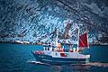11044 - Photo :  Norvège,  Arctique, îles Lofoten, la pêche aux Skrei  un cabillaud pas comme les autres