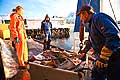 11088 - Photo :  Norvège,  Arctique, îles Lofoten, la pêche aux Skrei  un cabillaud pas comme les autres, le soir les pêcheurs rentrent au port avec le fruit de leurs pêche