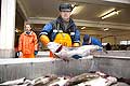 11093 - Photo :  Norvège,  Arctique, îles Lofoten, la pêche aux Skrei  un cabillaud pas comme les autres, le soir les pêcheurs rentrent au port avec le fruit de leurs pêche