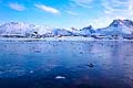 11097 - Photo :  Norvège,  Arctique, îles Lofoten, village de Myre