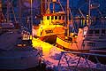 11117 - Photo :  Norvège,  Arctique, îles Lofoten, la pêche aux Skrei  un cabillaud pas comme les autres, le soir les pêcheurs rentrent au port avec le fruit de leurs pêche