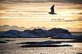 11157 - Photo :  Norvège,  Arctique, îles Lofoten, l\'île de Austvagoy