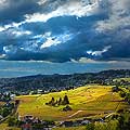 11986 -  Photo : Suisse, canton de Vaud, village de Lutry - Savuit, vignoble de Lavaux et le Lac Lman 