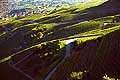 12001 - Photo: Suisse, Valais, vignoble entre Sensine et Daillon ( conthey ), switzerland, swiss wines - wein, schweiz 