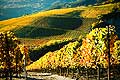 12016 - Photo: Suisse, Valais, vignoble entre Salquenen - Salgesch et Sierre, switzerland, swiss wines - wein, schweiz 