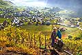12018 - Photo: Suisse, vendanges, Valais, vignoble de Salquenen, Salgesch, switzerland, swiss wines - wein, schweiz 
