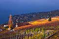 12829 - Photo : Suisse, canton de Vaud, vignoble de Lavaux en terrasses, Epesses et le Lac Lman 
