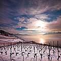 12831 - Photo : Suisse, canton de Vaud, vignoble de Lavaux sous la neige et le Lac Lman 