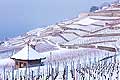 13103 - Photo : Suisse, canton de Vaud, vignoble de Lavaux sous la neige et le Lac Lman 